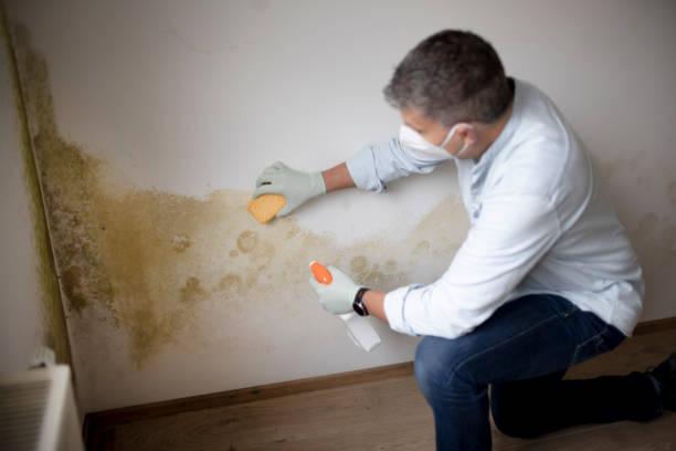 Mold Odor Removal Services in Durango, CO