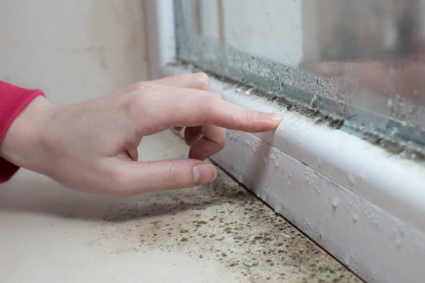 Best Commercial Mold Inspection  in Durango, CO